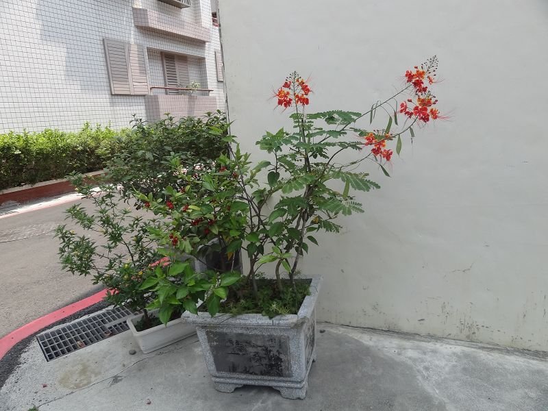 DSC02920.jpg
