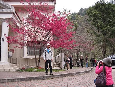 八仙山森林山櫻花綻放新春賞花好去處