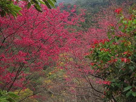 八仙山櫻花2