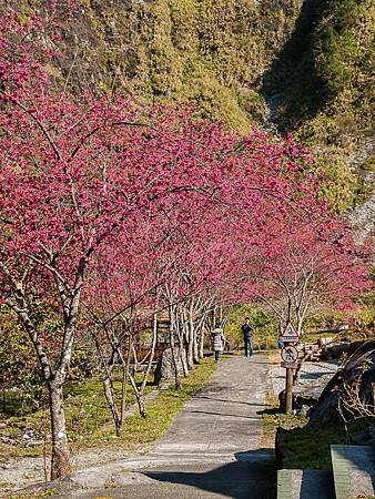 八仙山櫻花B