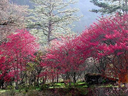 Ｔ武陵櫻花開5