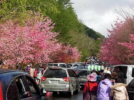 武陵櫻花季入園賞花及登山活動管制措施