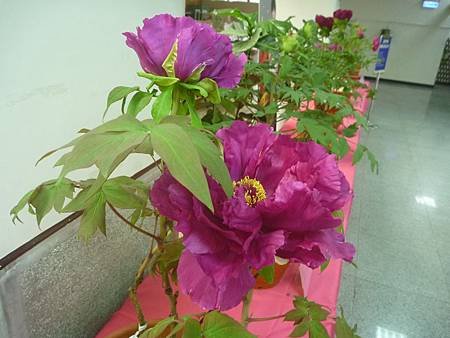 皐月杜鵑與牡丹花季展在市府陽明大樓豋場