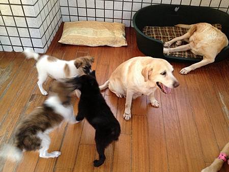 動物認養站5
