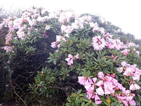 玉山杜鵑接力開合歡東峰成花海