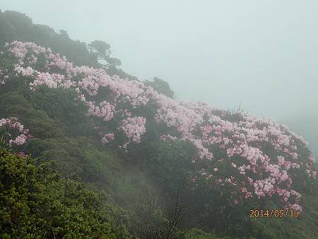 玉山杜鵑3