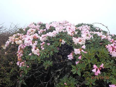 玉山杜鵑2