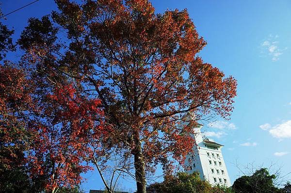 元旦假期何處去東勢林場可賞楓、賞梅花