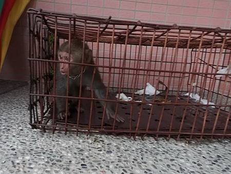 潑猴闖入民宅