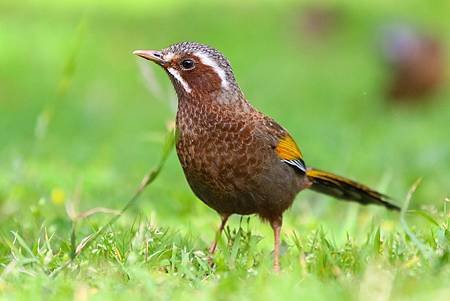 愛護野鳥in～不當餵食out!