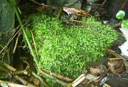 連日陰雨青苔滋生小黑蚊