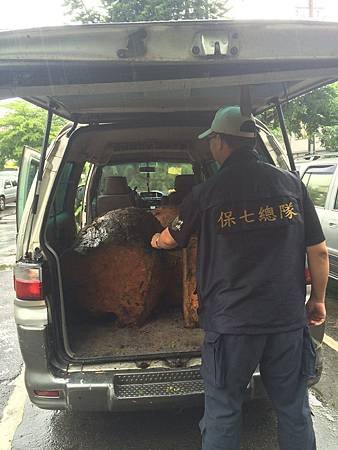 端午連假冒雨埋伏逮盜木山老鼠