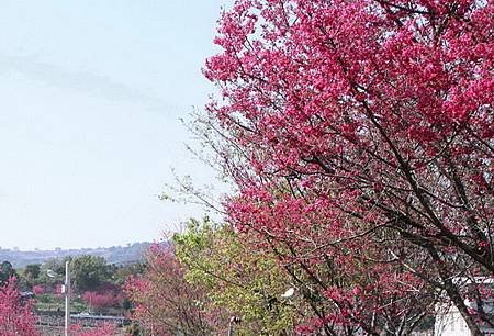 新社櫻花季週日登場