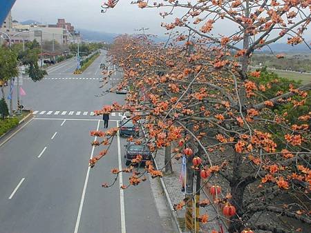 中橫木棉花.jpg