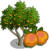 tree_apricot_icon.png