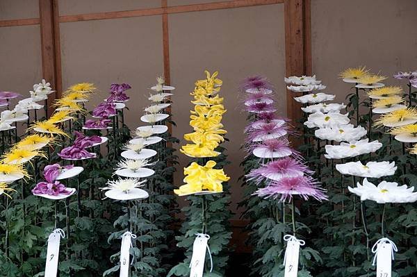 菊花展