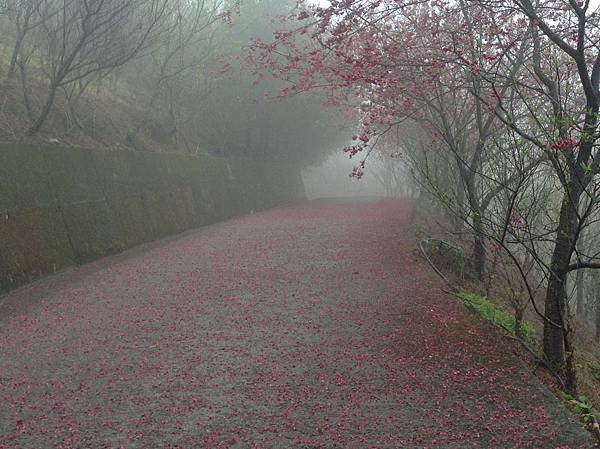 賞櫻步道