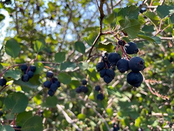 成熟的saskatoon berry.jpg