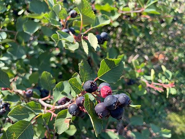 在樹上成熟的saskatoon berry.jpg