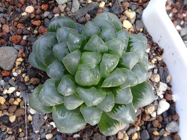 6歲帝玉露
