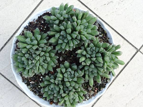 玉露