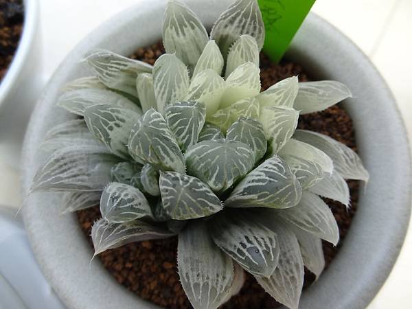 白斑玉露