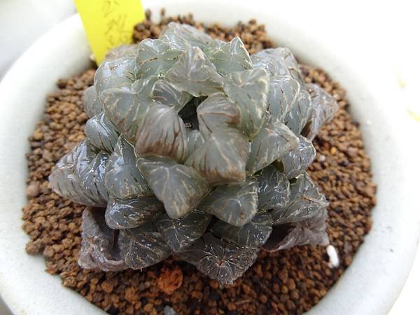 帝玉露/6.5歲