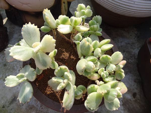 黃金斑熊童子