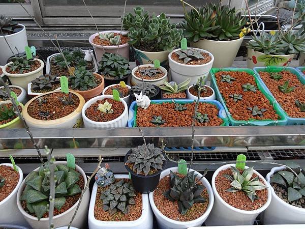 103.3壽錦繁殖