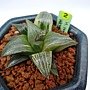 壽寶殿錦  104.3月 開花 挑戰授粉播種 繁殖