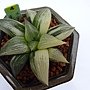 克雷克大錦