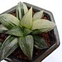 DSC04596.JPG