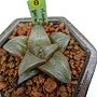 3月開花 挑戰授粉配種  繁殖壽錦