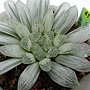 DSC04646.JPG