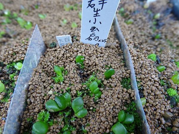 玉扇苗