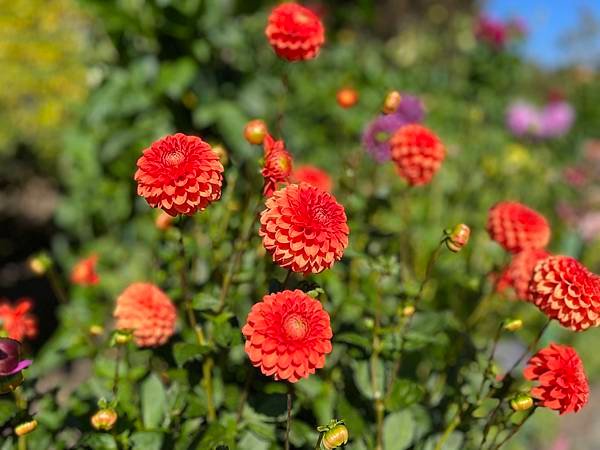 布查德花園＆維多利亞一日遊