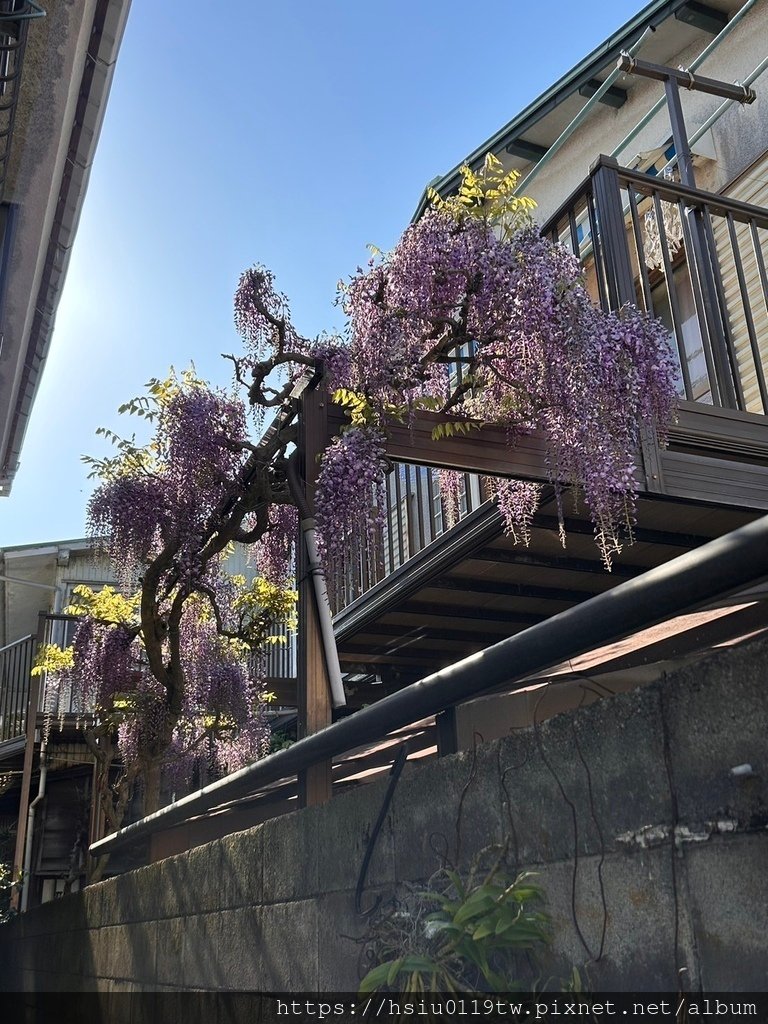 🌸櫻櫻美代誌Day 2-堅持就會看見希望