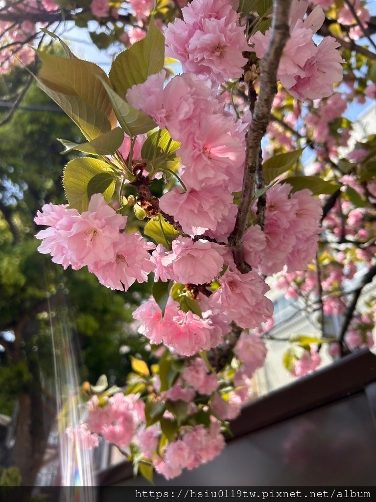 🌸櫻櫻美代誌Day5-撒悠娜啦下次擱再來