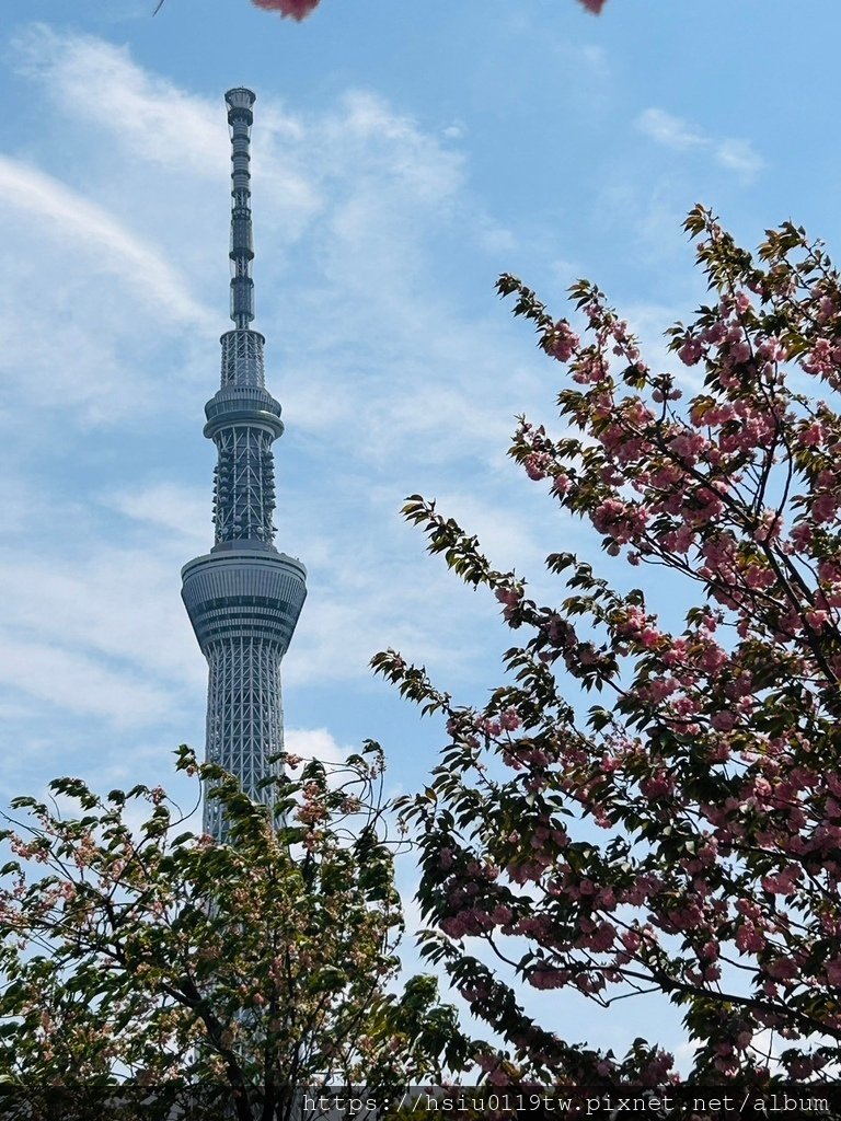 🌸櫻櫻美代誌Day5-撒悠娜啦下次擱再來