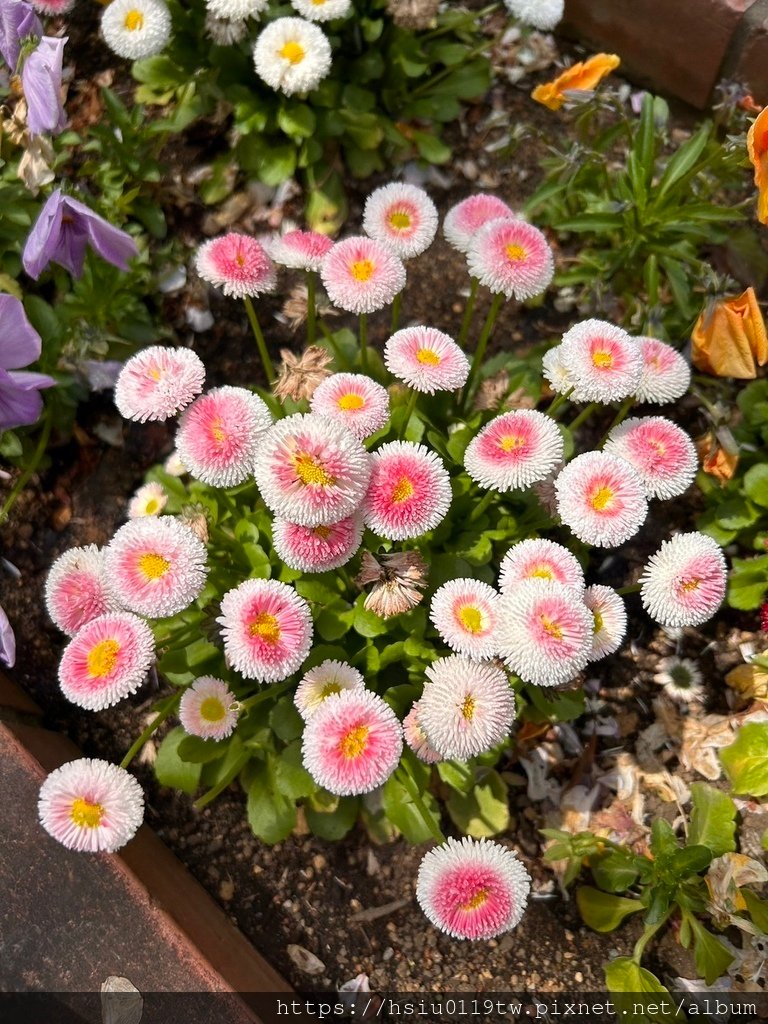 🌸櫻櫻美代誌Day5-撒悠娜啦下次擱再來