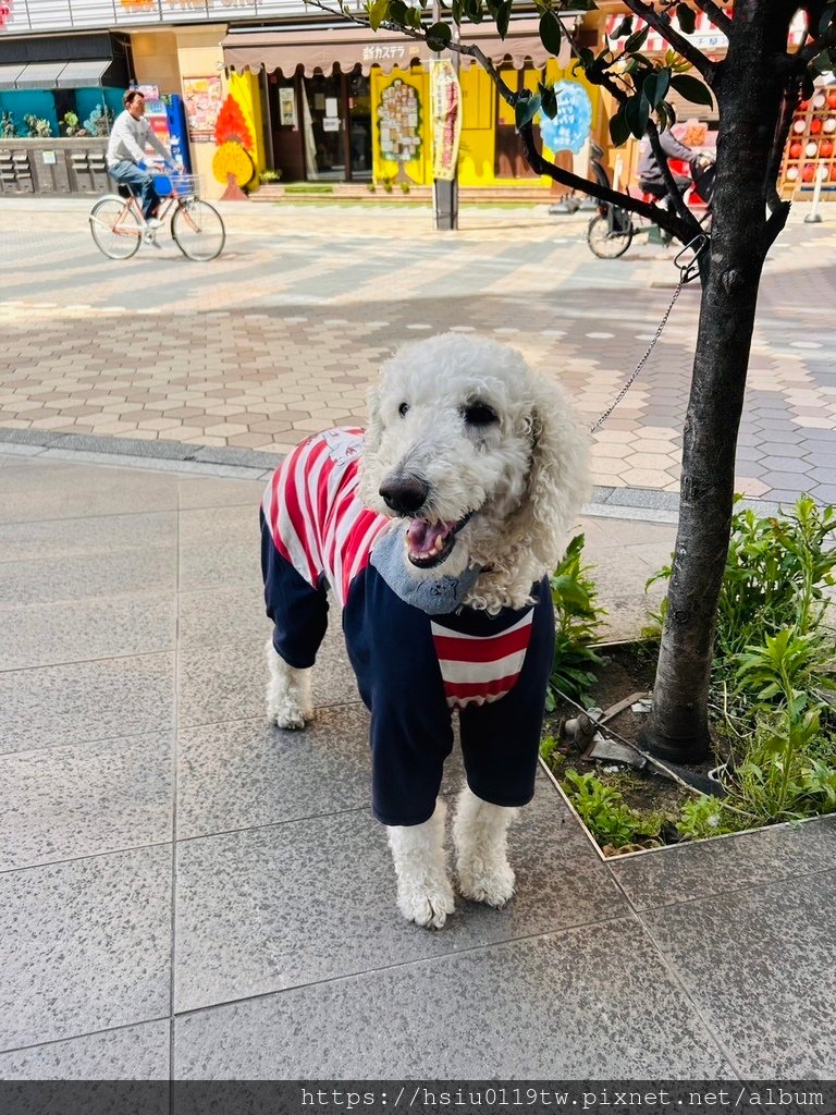 🌸櫻櫻美代誌Day5-撒悠娜啦下次擱再來