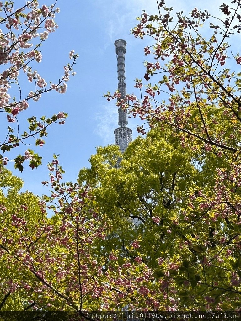 🌸櫻櫻美代誌Day5-撒悠娜啦下次擱再來