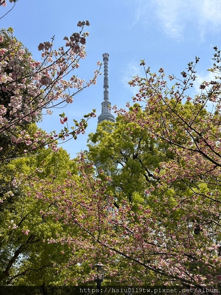 🌸櫻櫻美代誌Day5-撒悠娜啦下次擱再來