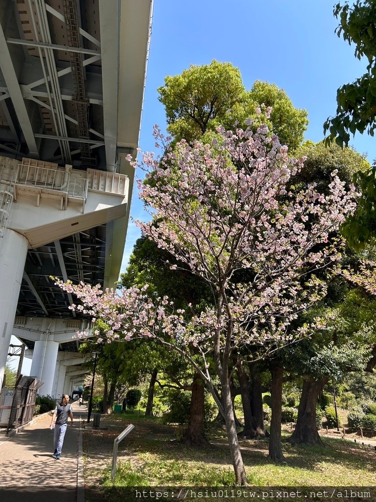 🌸櫻櫻美代誌Day5-撒悠娜啦下次擱再來