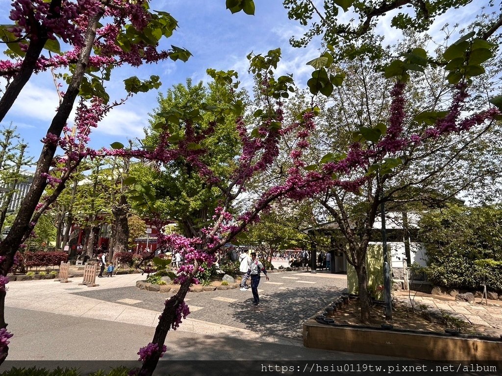 🌸櫻櫻美代誌Day5-撒悠娜啦下次擱再來