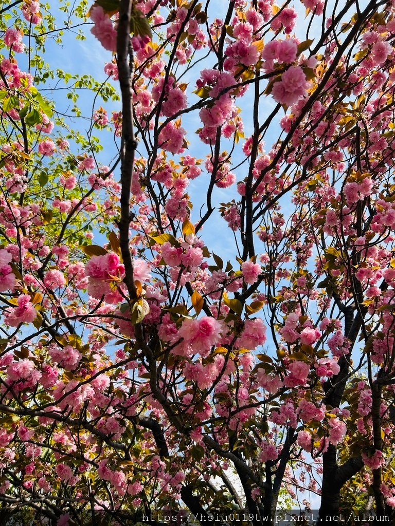 🌸櫻櫻美代誌Day5-撒悠娜啦下次擱再來