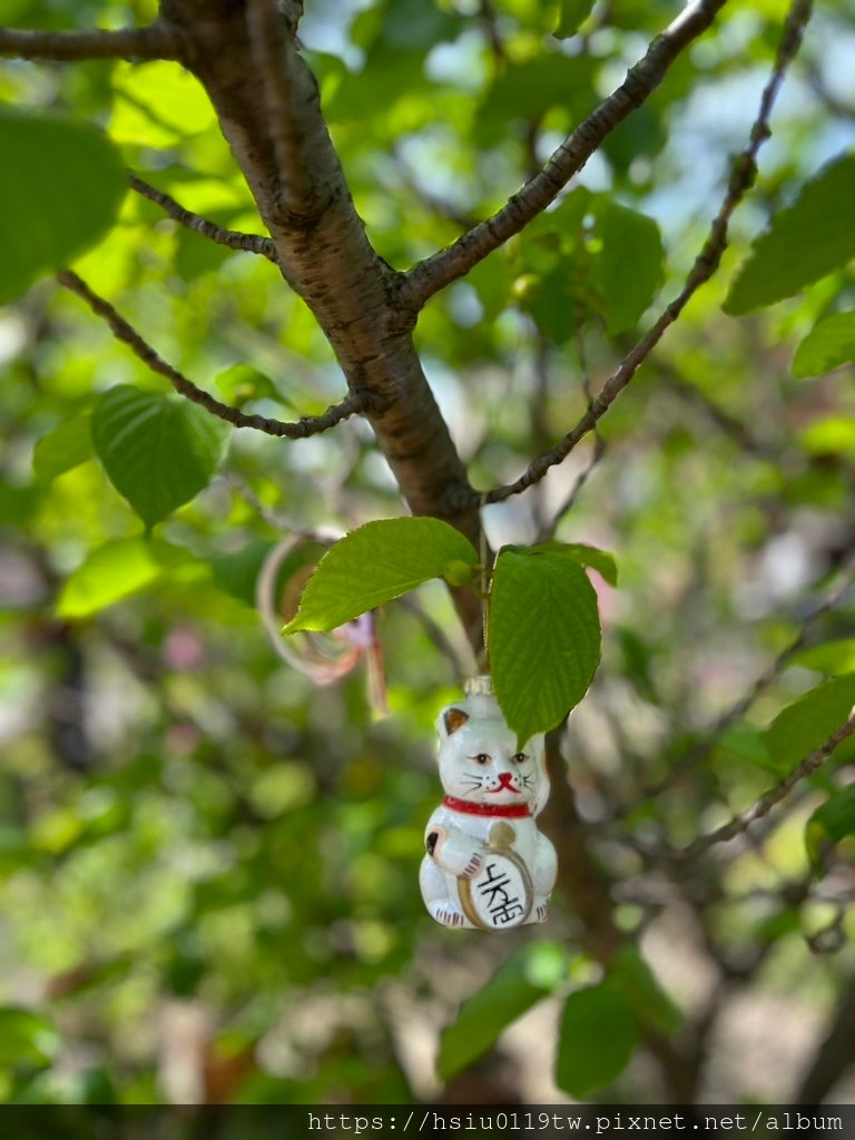 🌸櫻櫻美代誌Day5-撒悠娜啦下次擱再來