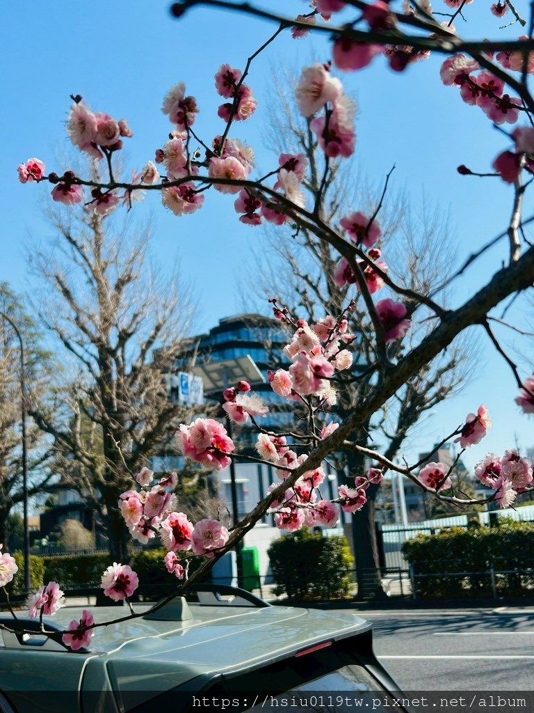 LINE_ALBUM_2025226代代木藏前淺草_250331_165.jpg