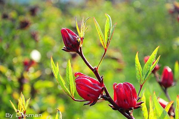 _DSC0124-花謝之萼