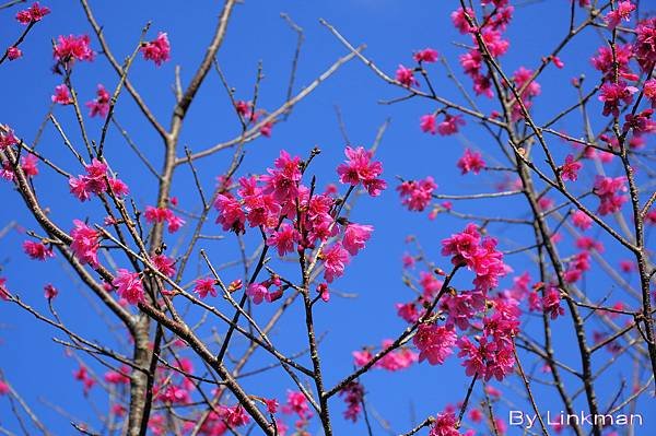 _DSC0919-p_調整大小